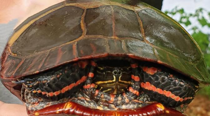 I’m Not Hiding, Just Thinking