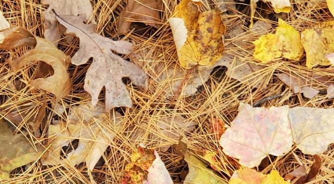 Happy Birthday Tiana & My Dog Has Fleas